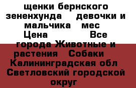 щенки бернского зененхунда. 2 девочки и 2 мальчика(2 мес.) › Цена ­ 22 000 - Все города Животные и растения » Собаки   . Калининградская обл.,Светловский городской округ 